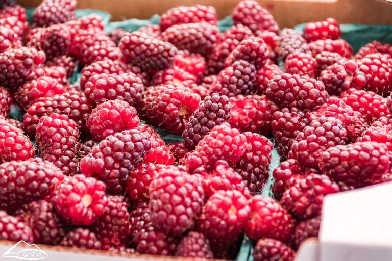 16 Amazing Health Benefits of Eating Tayberries