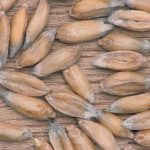 15 Amazing Benefits of Spelt: A Nutritious Ancient Grain for Modern Diets