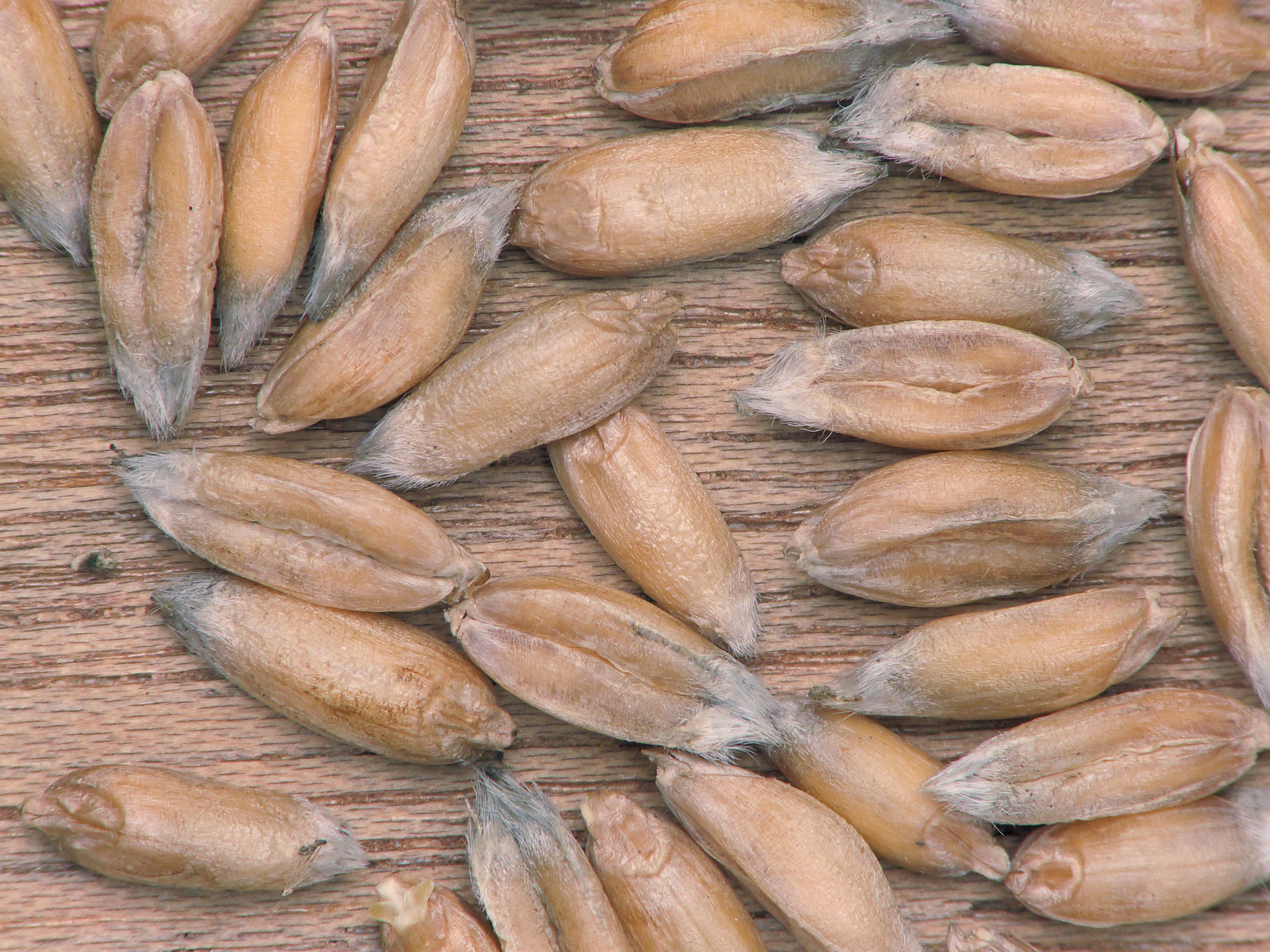 15 Amazing Benefits of Spelt: A Nutritious Ancient Grain for Modern Diets 1 89cc012d 8f5c 49b5 be99 094b0fa82612 scaled