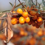 14 Best Health Benefits of Sea Buckthorn for Women