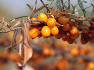 14 Best Health Benefits of Sea Buckthorn for Women