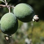 Is Eating Feijoa Fruit Safe for People with Diabetes?