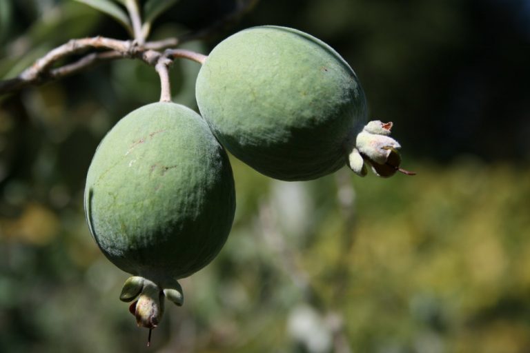 Is Eating Feijoa Fruit Safe for People with Diabetes?