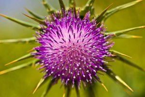 14 Natural Remedies Against Vanishing Bile Duct Syndrome