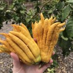 16 Amazing Health Benefits of Buddha’s Hand Fruit