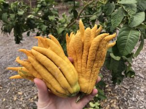 16 Amazing Health Benefits of Buddha’s Hand Fruit