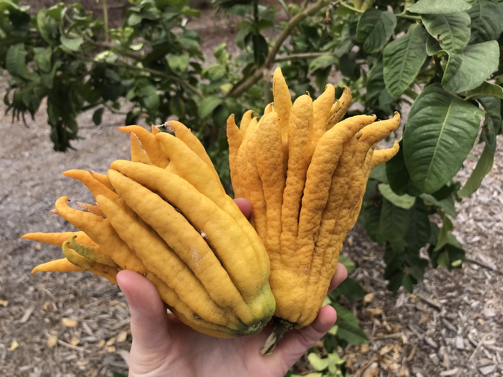 16 Amazing Health Benefits of Buddha’s Hand Fruit
