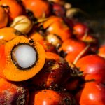 13 Best Health Benefits of Oil Palm Fruit for Men