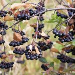 14 Best Health Benefits of Chokeberry