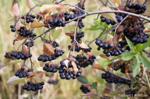 14 Best Health Benefits of Chokeberry