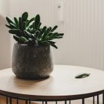 15 Tips for Caring About Indoor Plants to Keep them Healthy