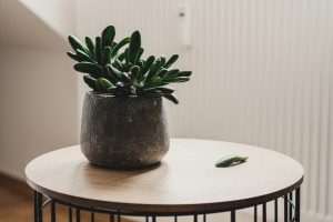 15 Tips for Caring About Indoor Plants to Keep them Healthy