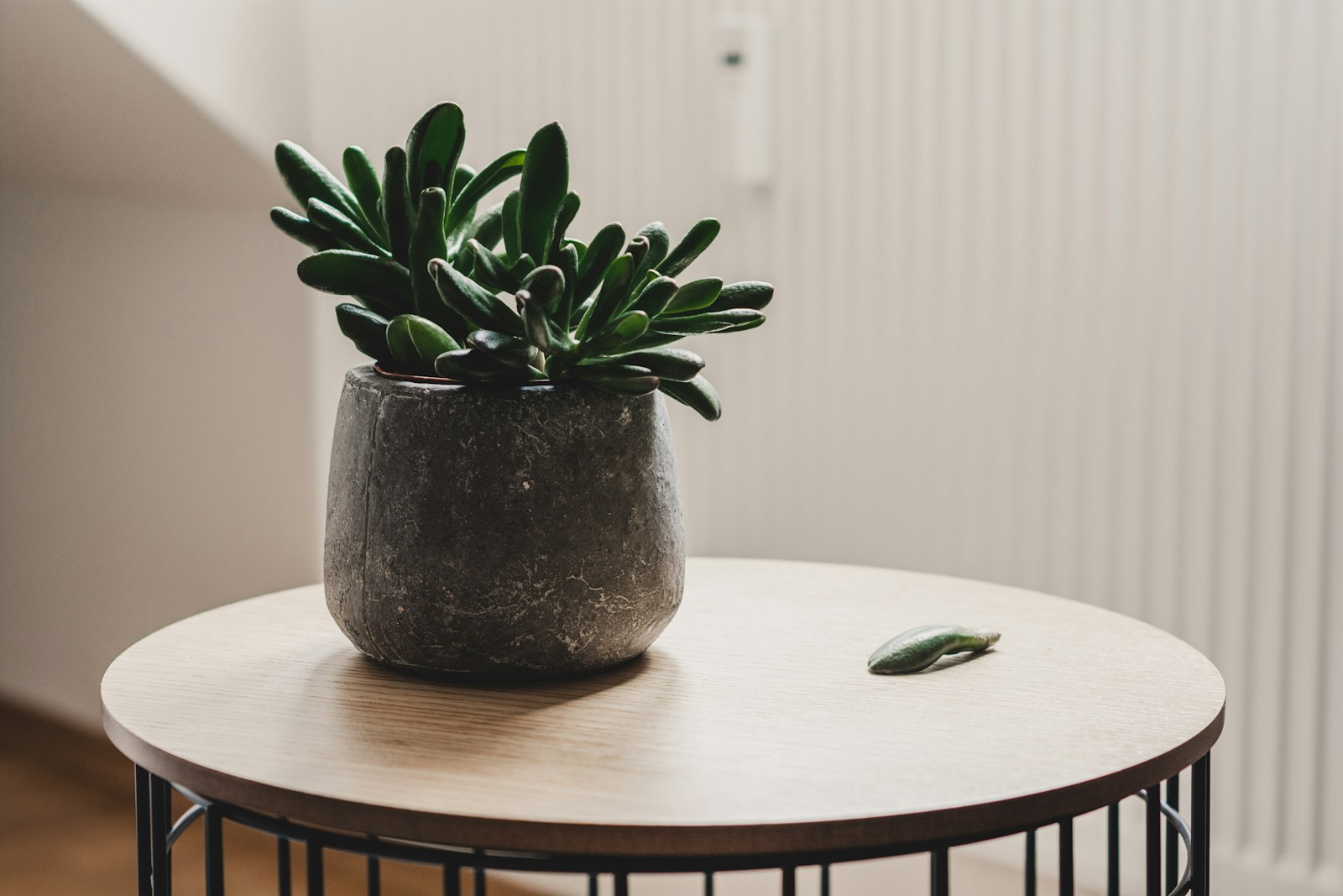 15 Tips for Caring About Indoor Plants to Keep them Healthy 1 indoor plant