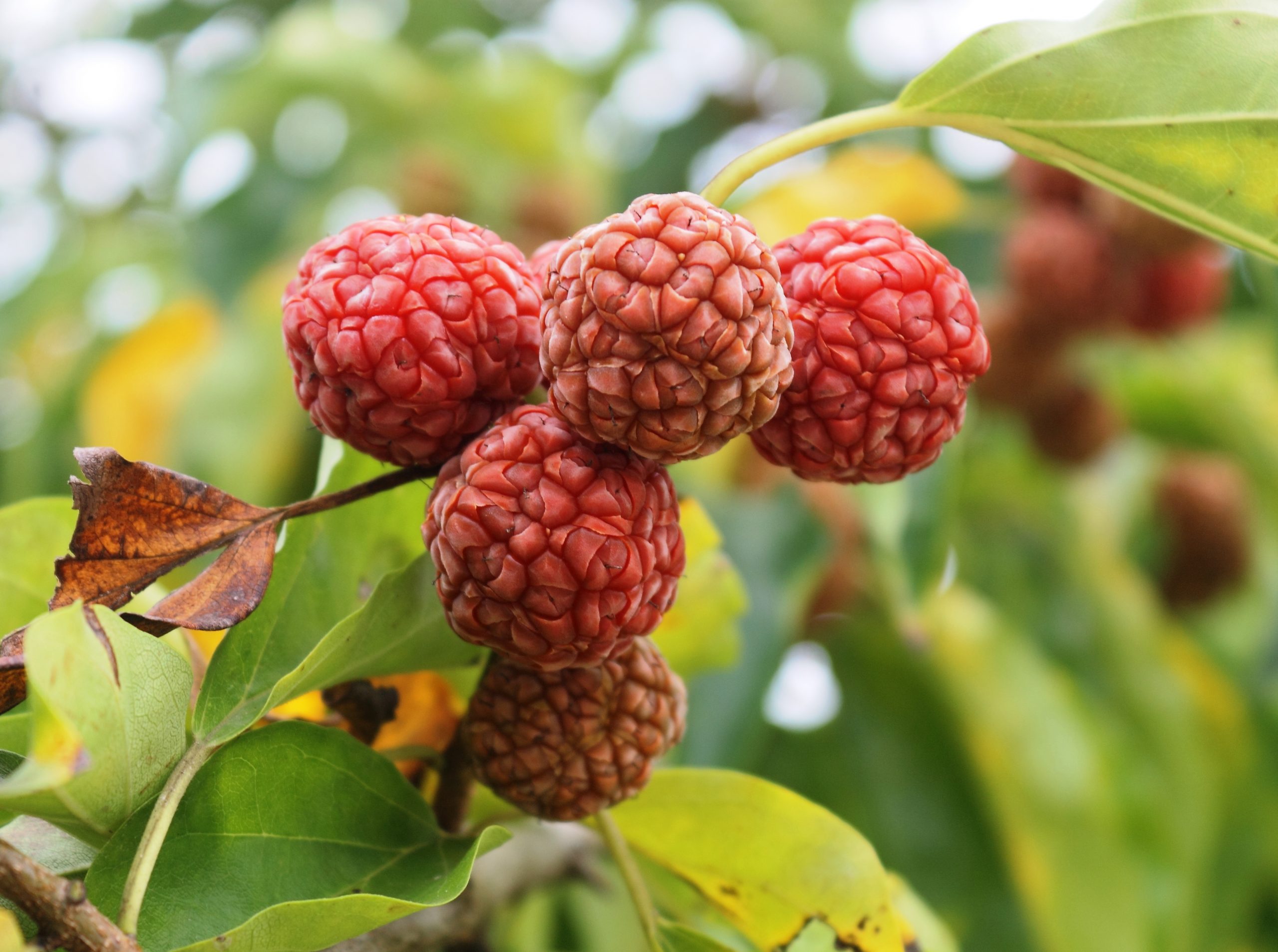 15 Amazing Health Benefits of Zhe Fruit 1 Zhe fruit