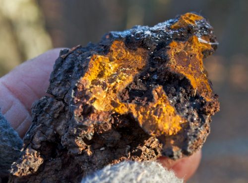 Chaga Mushroom