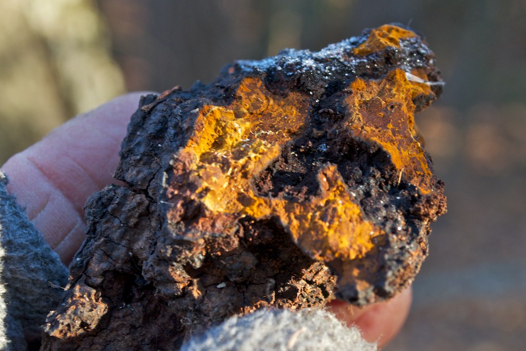 13 Amazing Benefits of Chaga Mushrooms