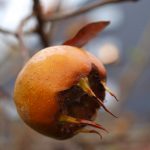 15 Surprising Health Benefits of Medlar