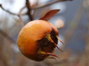 15 Surprising Health Benefits of Medlar