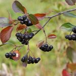 14 Best Health Benefits of Chokeberry for Women