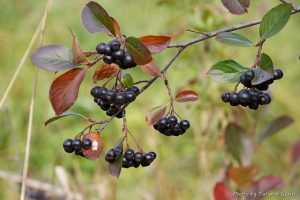 14 Best Health Benefits of Chokeberry for Women