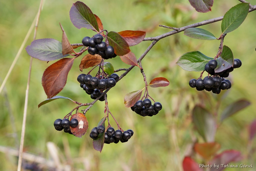 14 Best Health Benefits of Chokeberry for Women