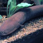 How Do Electric Eels Generate Electricity?