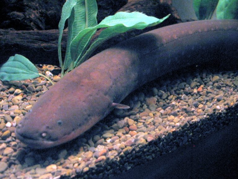 How Do Electric Eels Generate Electricity?