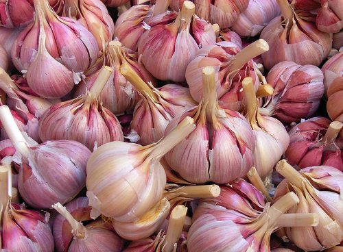 garlic