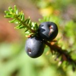 14 Surprising Health Benefits of Crowberries