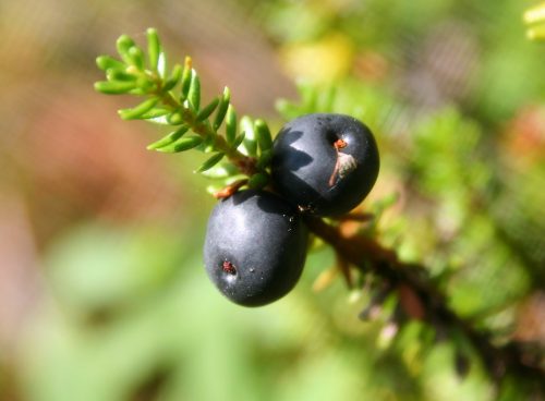 crowberry