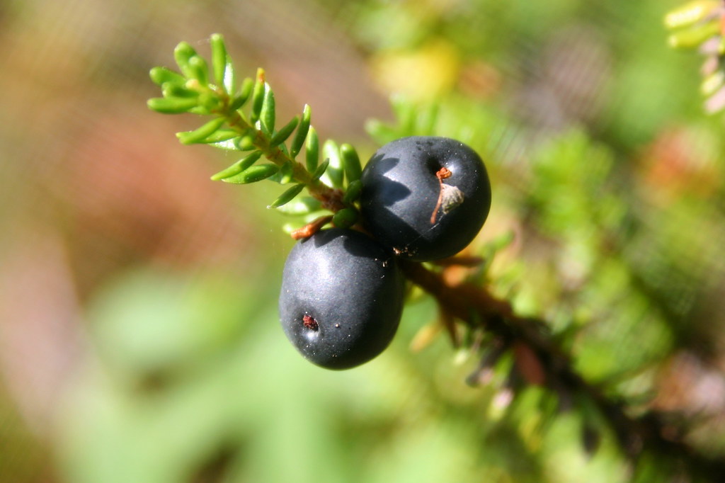 14 Surprising Health Benefits of Crowberries