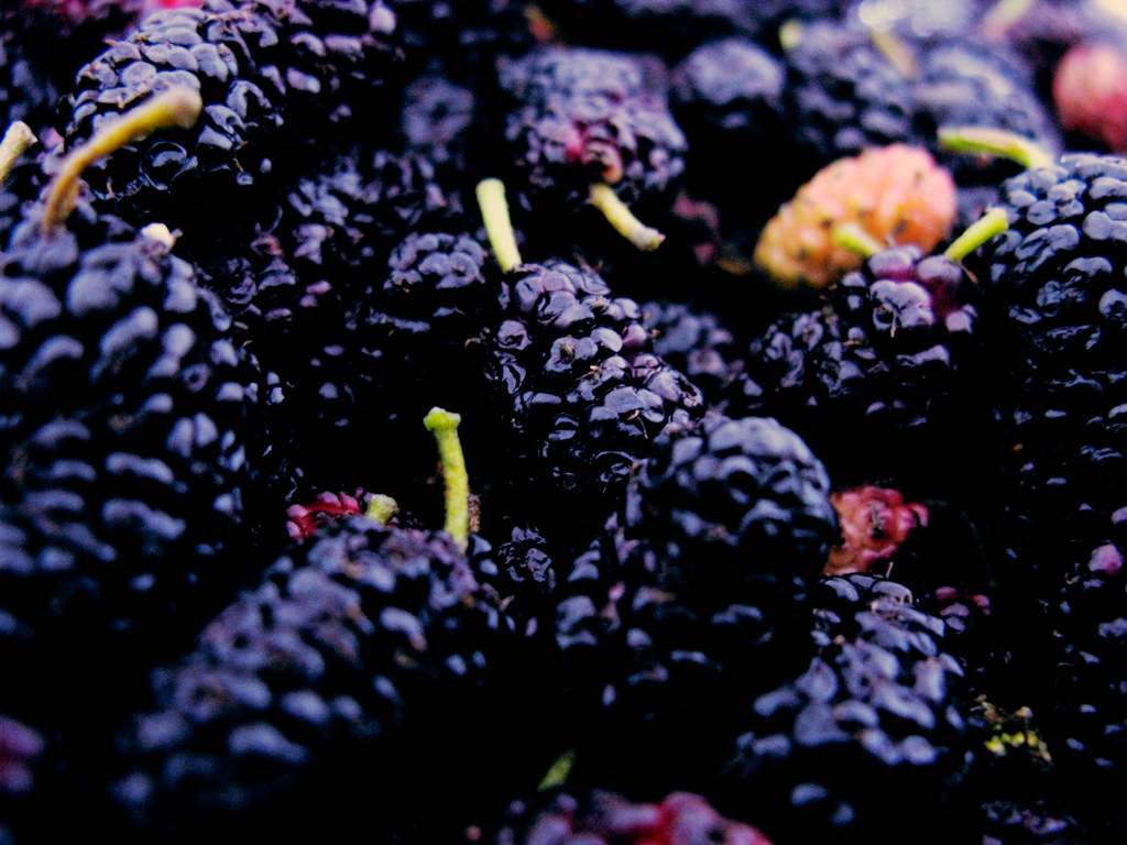 10 Best Health Benefits of Mulberries for Men 1 10 Best Health Benefits of Mulberries for Men
