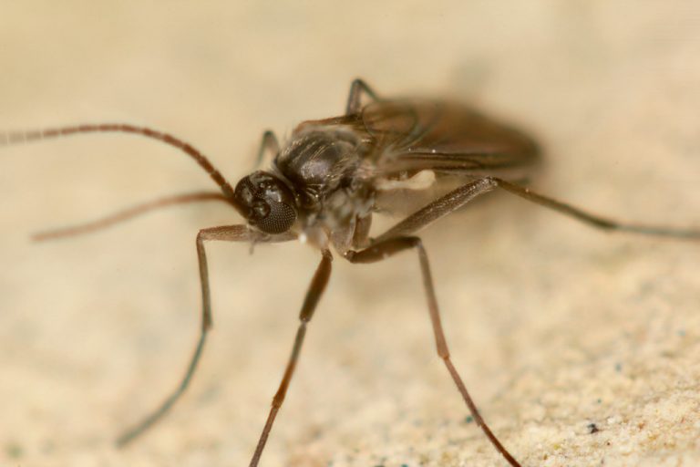 How to Get Rid of Gnats (and Prevent Them from Coming Back)