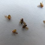 How to Get Rid of Fruit Flies (and Prevent Them from Coming Back)