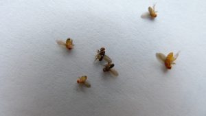 How to Get Rid of Fruit Flies (and Prevent Them from Coming Back)