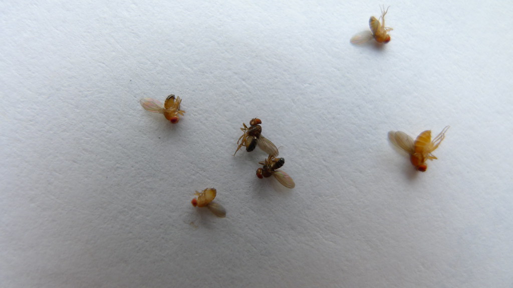 How to Get Rid of Fruit Flies (and Prevent Them from Coming Back) 1 How to Get Rid of Fruit Flies (and Prevent Them from Coming Back)