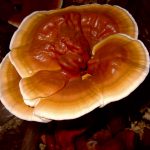 16 Best Foods High in Triterpenoids for Liver Support