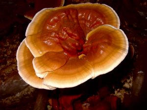 16 Best Foods High in Triterpenoids for Liver Support
