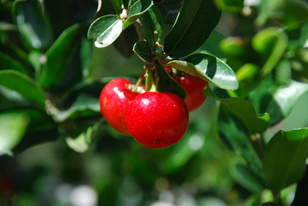15 Powerful Benefits of Acerola Cherry 1 15 Powerful Benefits of Acerola Cherry