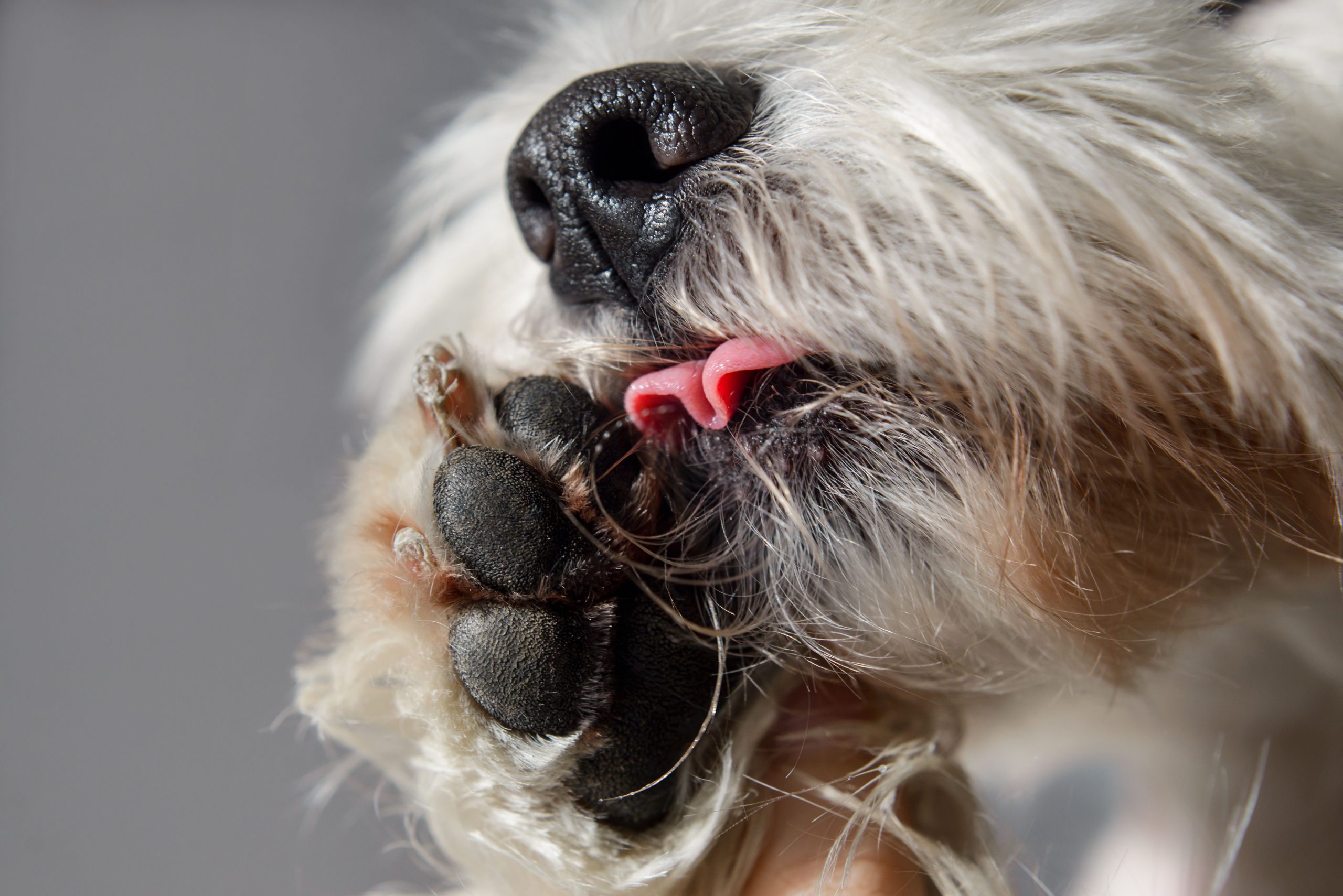 Why Dogs Lick Their Paws: Understanding the Behavior and Its Causes 1 dog lick paws scaled