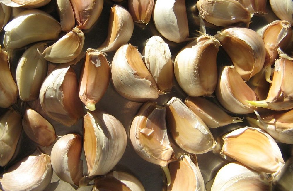 garlic