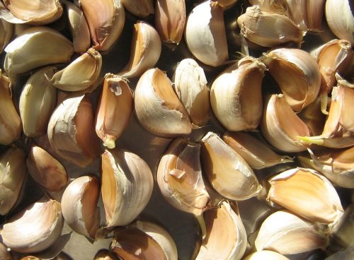 garlic