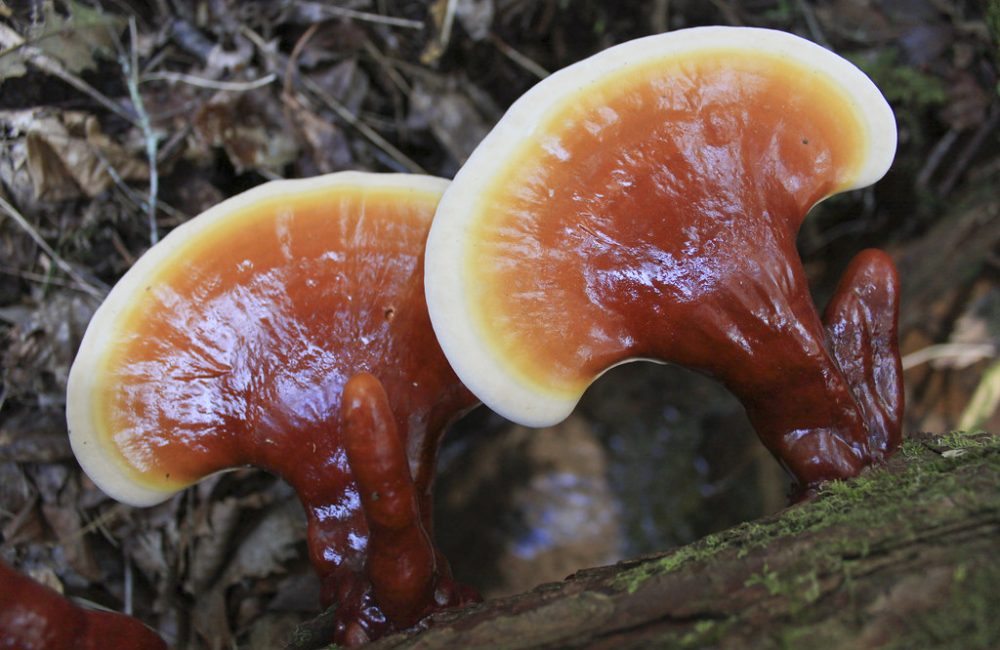 Reishi Mushrooms
