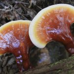 14 Surprising Health Benefits of Reishi Mushrooms