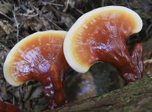 Reishi Mushrooms