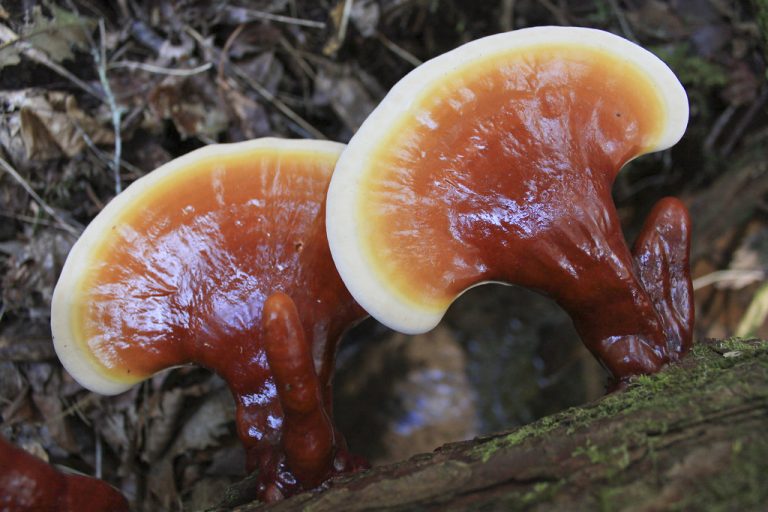 14 Surprising Health Benefits of Reishi Mushrooms