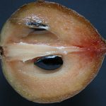 17 Amazing Health Benefits of Sapodilla for General Health