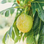 12 Best Health Benefits of Breadfruit for Women