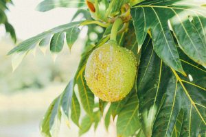12 Best Health Benefits of Breadfruit for Women