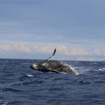 14 Surprising Facts About Blue Whales
